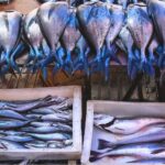fresh-fishes