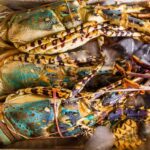 fresh-lobster